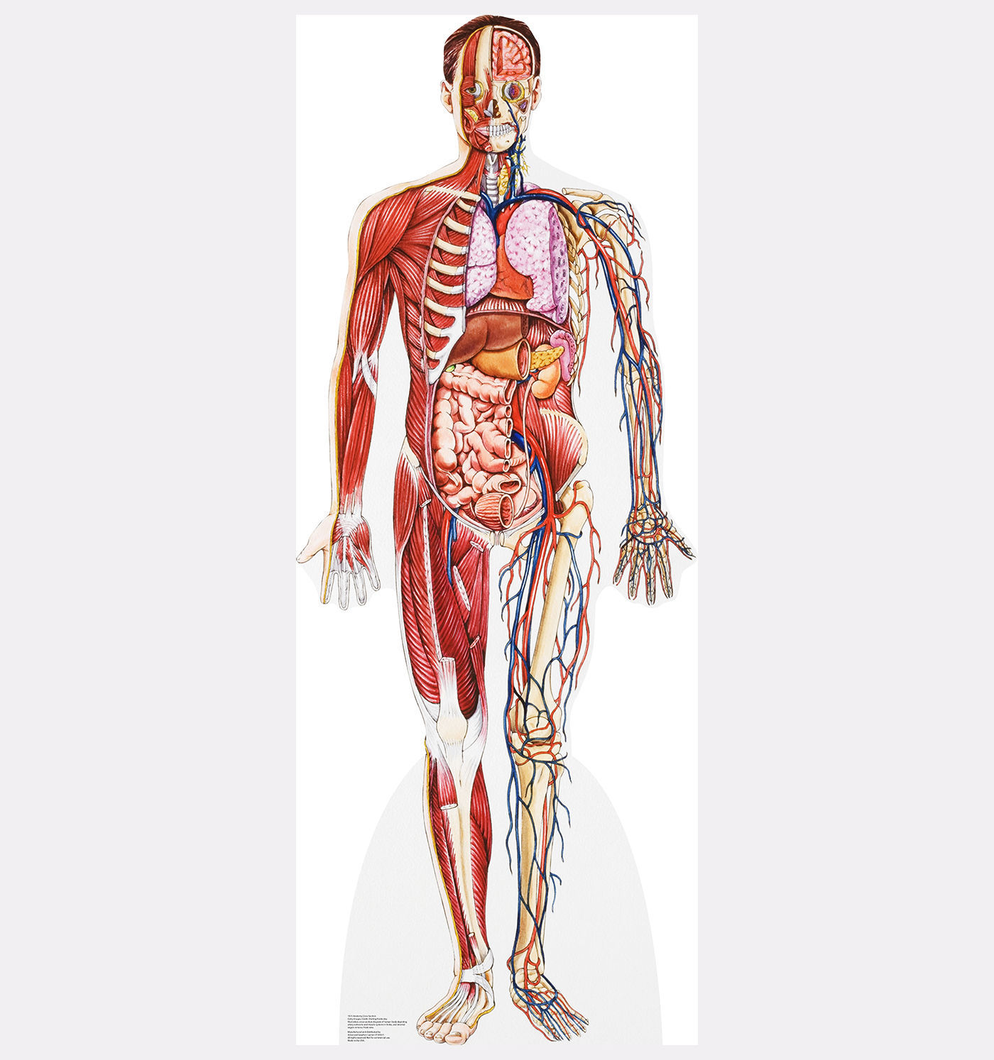Фото человека в полный рост с органами
