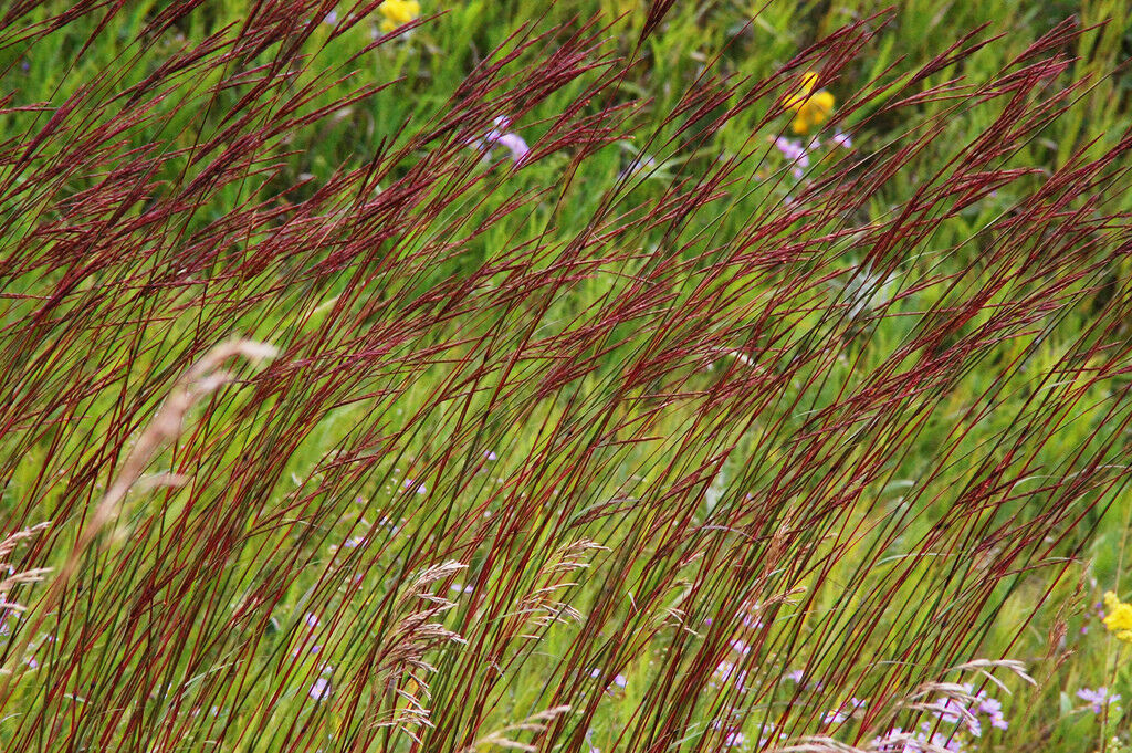 500+BIG BLUESTEM Seeds American Native Prairie Grass Clumping ...