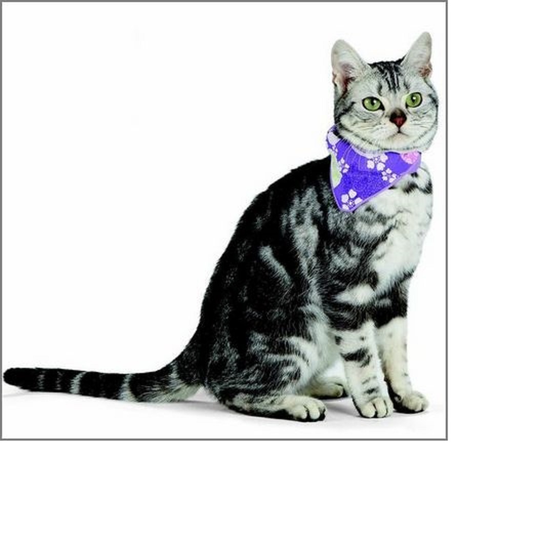 Purple Floral Design Velcro Bandana Collar for Small Dogs or Cats