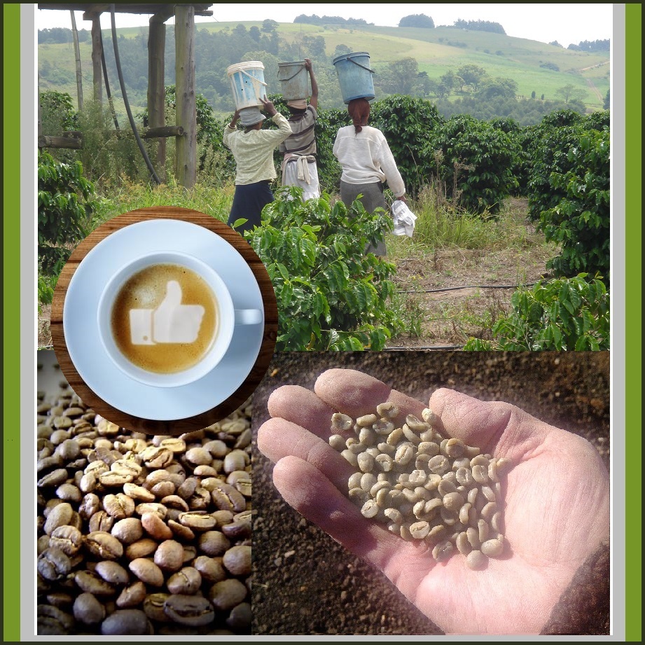 IMPORTED Zulu Brew Roasted Assagay Bean Coffees Farmed Shipped From