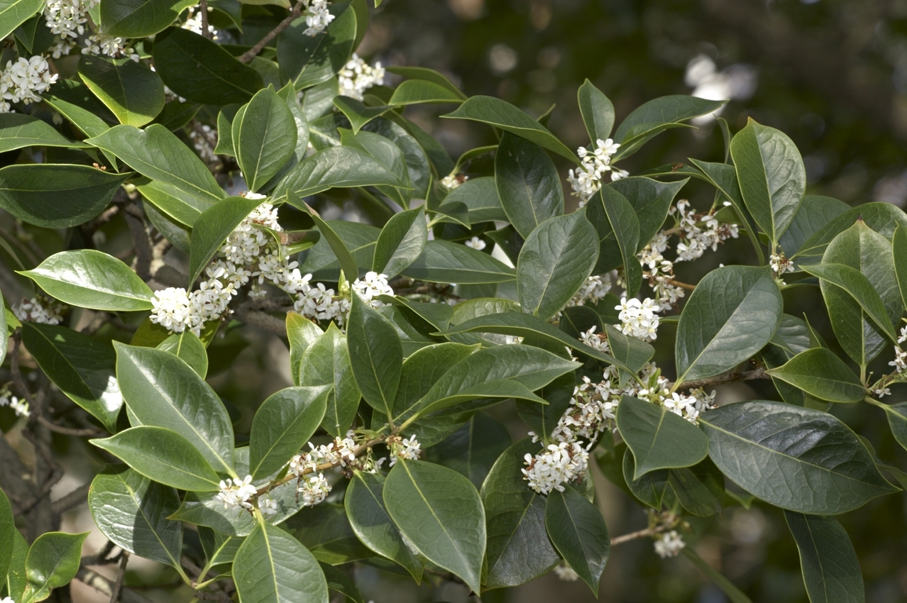 Osmanthus Fortunes Fragrant Tea Olive Trade Gallon Pot Live Plant Bushes And Shrubs 