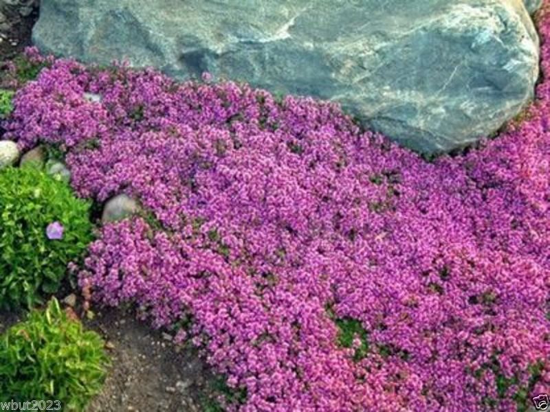 best quality creeping thyme ground cover