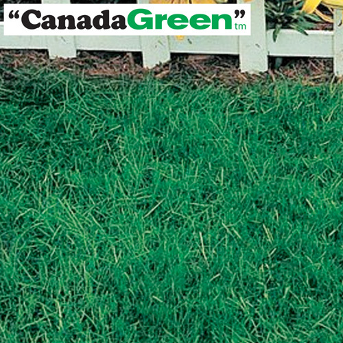 6lbs. Canada Green Grass Seed Seeds & Bulbs