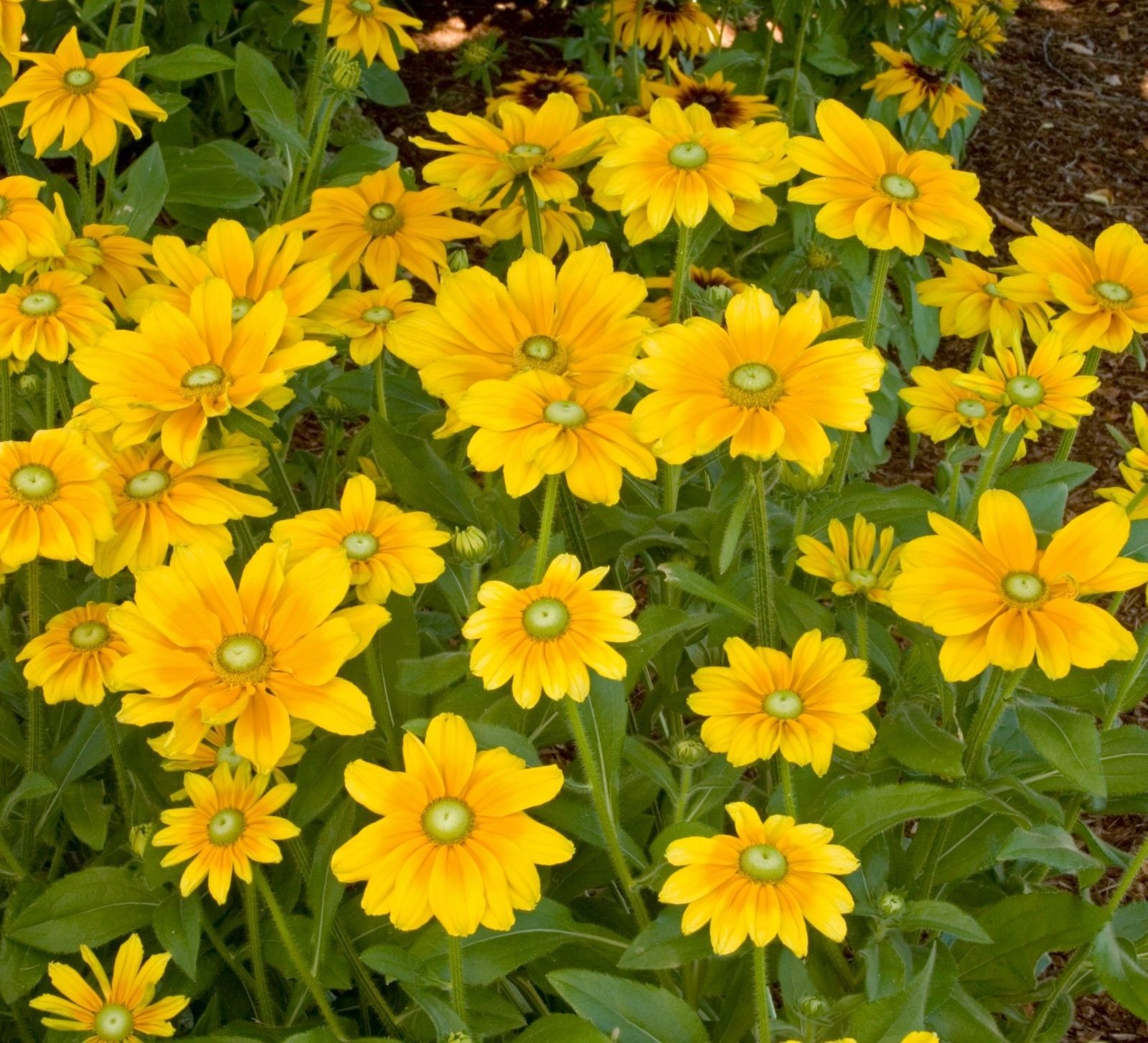 RUDBECKIA HIRTA ~Irish Eyes~ "Gloriosa Daisy" Perennial SEEDS