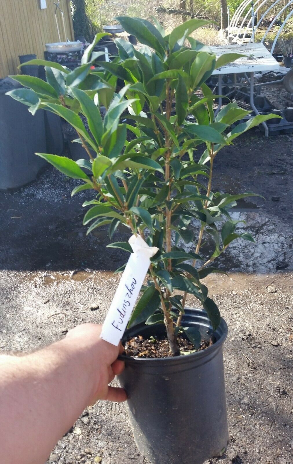 Fudingzhu Fragrant Tea Olive ( osmanthus ) Live Plant Trade Gallon