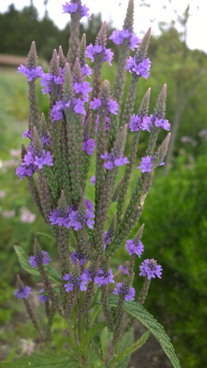 Primary image for Organic Native Plant, Blue Vervain, Verbena hastata