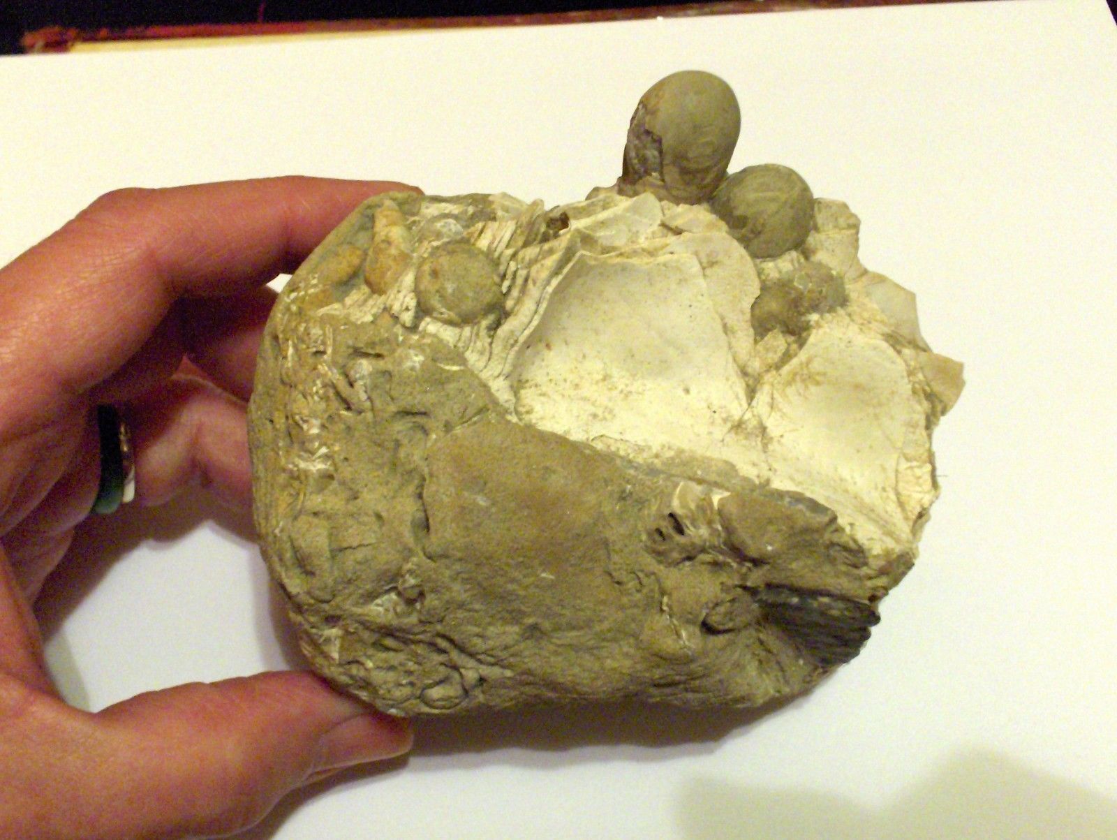 Fossil Scissor Date Mussel Cast, Lithophaga aristata Gastrochaenolites