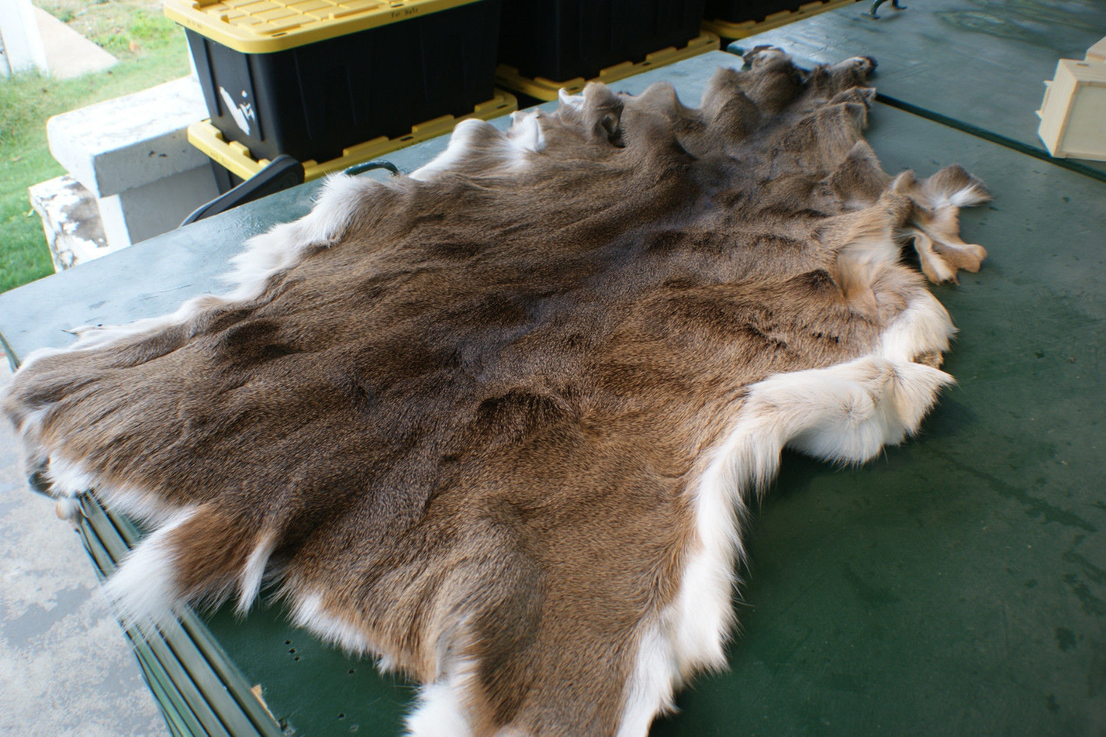 Nice Whitetail deer hide hairon leather w/ ears tanned buckskin