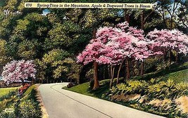 1940&#39;s Apple &amp; Dogwood Trees in Bloom, Spring Scenic - $4.90
