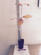 White Oak Tree qt pot (Quercus alba) image 4