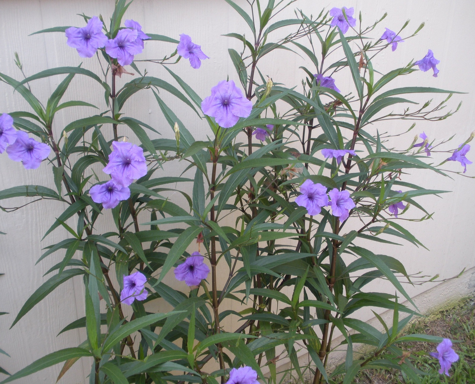 2 Starter Live Plant Mexican Petunia, Ruellia brittoniana - easy to ...