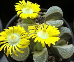 LITHOPS HELMUTII rare living stones exotic peables succulent rock seed 50 SEEDS - $9.99