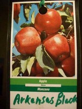4'-6' ARKANSAS BLACK Apple Fruit Tree Plant Trees Grow Fresh Crisp Apples Garden - $140.60