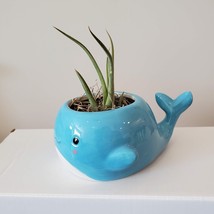 Whale Planter with Air Plant, live plant, 6" blue ceramic animal planter image 3