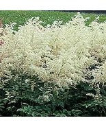 ASTILBE WHITE SHADE GARDEN PLANT FLOWER DEER RESISTANT - $7.95