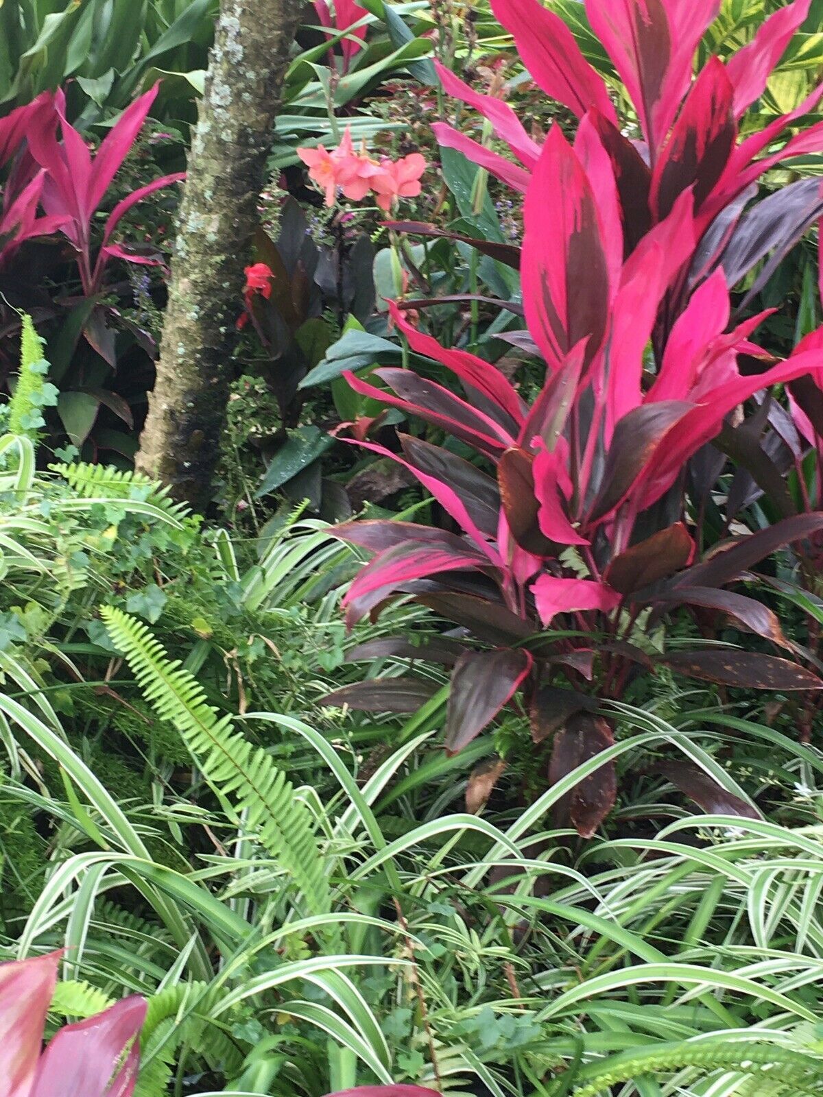 Red hawaiian plant Idea