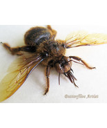 Gold Tail Real Bumble Bee Species Entomology Collectible Museum Quality Display - $47.99