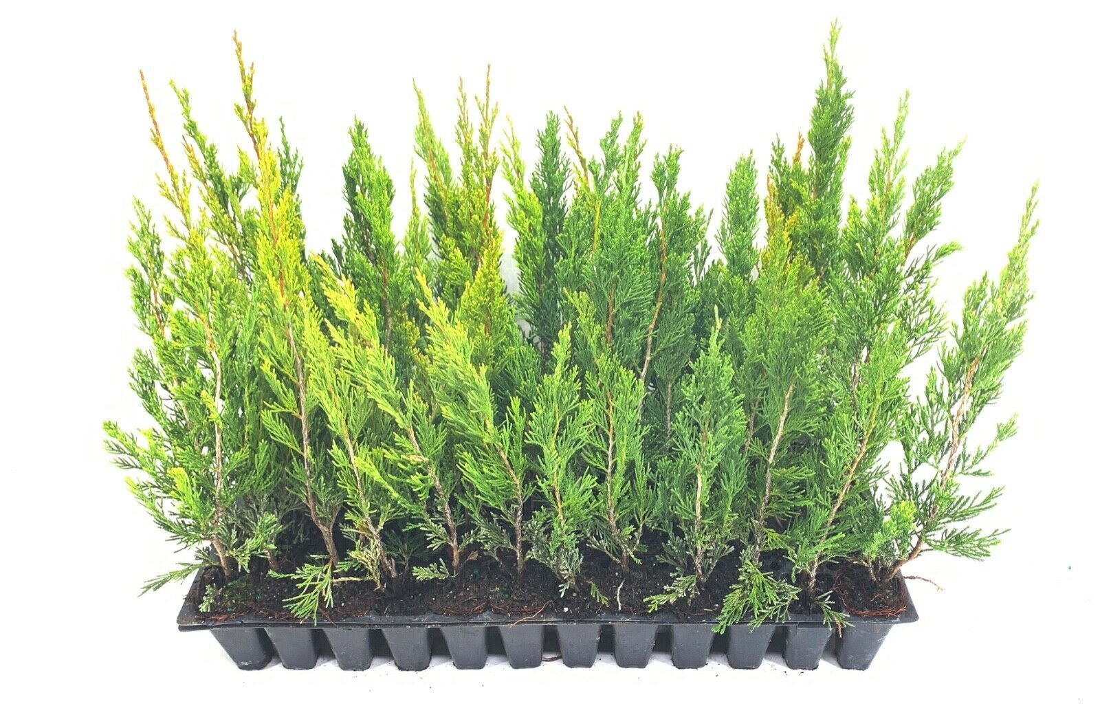 Spartan Juniper - Live Trees - Juniperus Chinensis - Evergeen Privacy ...