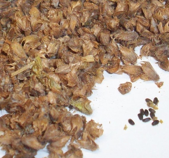 Lemon Basil 20 Seeds by Red Earth Seeds Yard, Garden & Outdoor Living