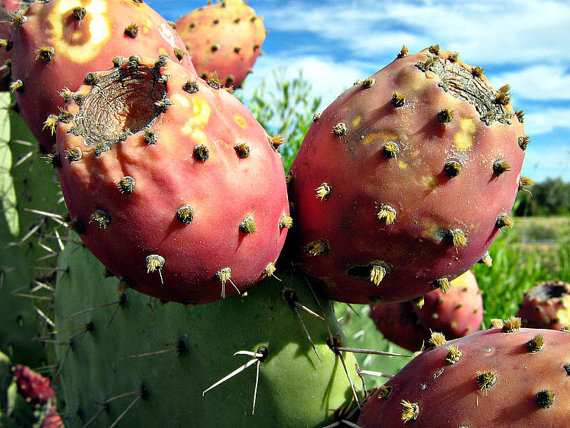 Very Large Pad Yellow Flower Prickly Pear Opuntia 40 Seeds