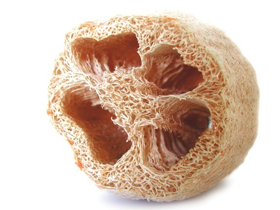 Lufa Sponge - Luffa cylindrica 20 Seeds