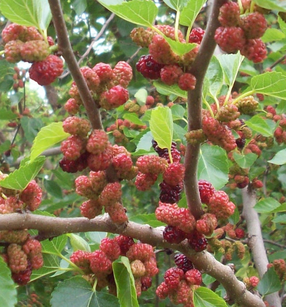 Red Mulberry Morus rubra 100 seeds Yard, Garden & Outdoor Living