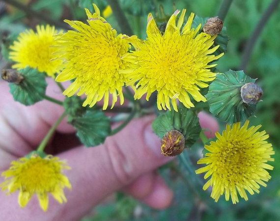Red Earth Seeds - Spiny sow thistle (sonchus asper) 50 seeds