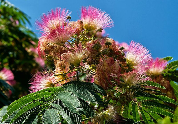 Mimosa Tree - Albizia julibrissin - 20 seeds - Yard, Garden & Outdoor ...