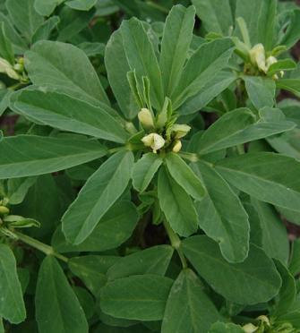 Fenugreek - Trigonella foenum-graecum 40 seeds