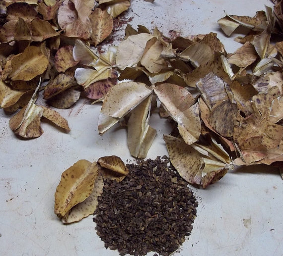 Oenothera macrocarpa Yellow Evening Primrose 40 seeds Yard, Garden