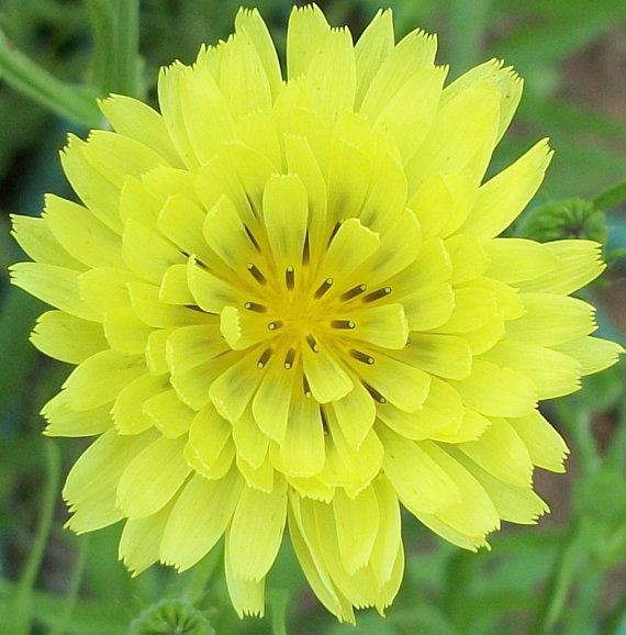 Pyrrhopappus grandiflorus False Dandelion 20 Seeds Yard, Garden