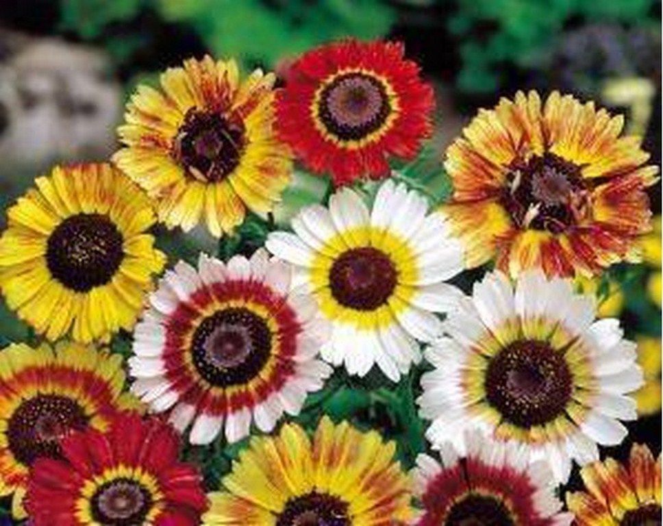 Painted Daisy Mum Tricolor 200 Seeds Seeds