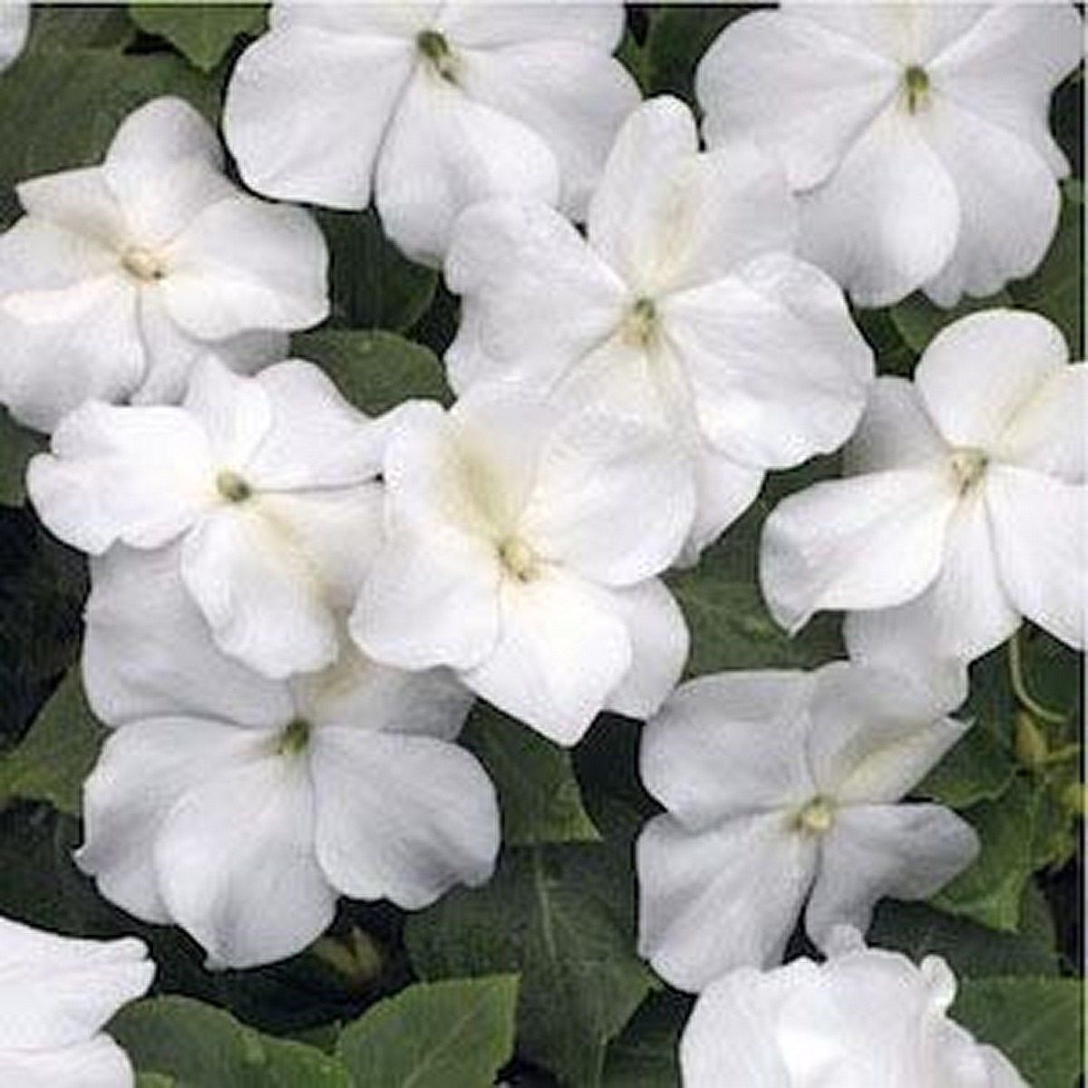 50 Pcs White Impatiens Walleriana Baby Flower Seeds MNSS Seeds & Bulbs