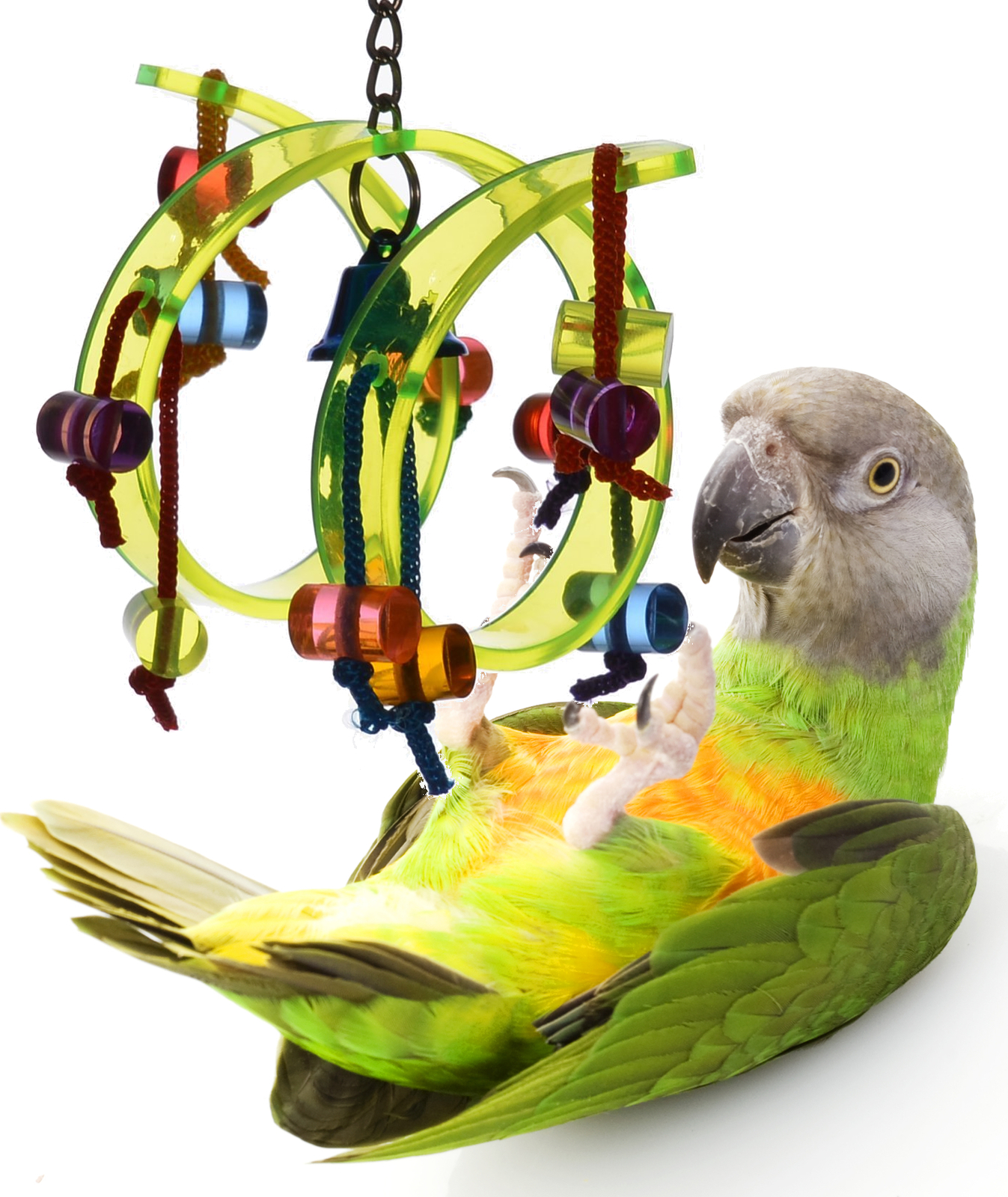 bird bell toy