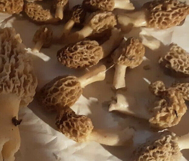Morel Mushroom Grow Kit 4 x 60 gram Kits Mushroom Grow Kit PROVEN PRODUCERS! Mushrooms, Spawns