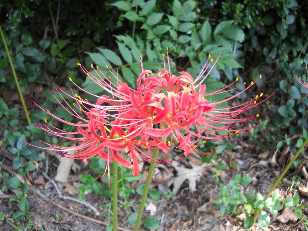 flower bulbs bonsai seeds pink Lycoris blubs 2pcs Spider lily semil ...