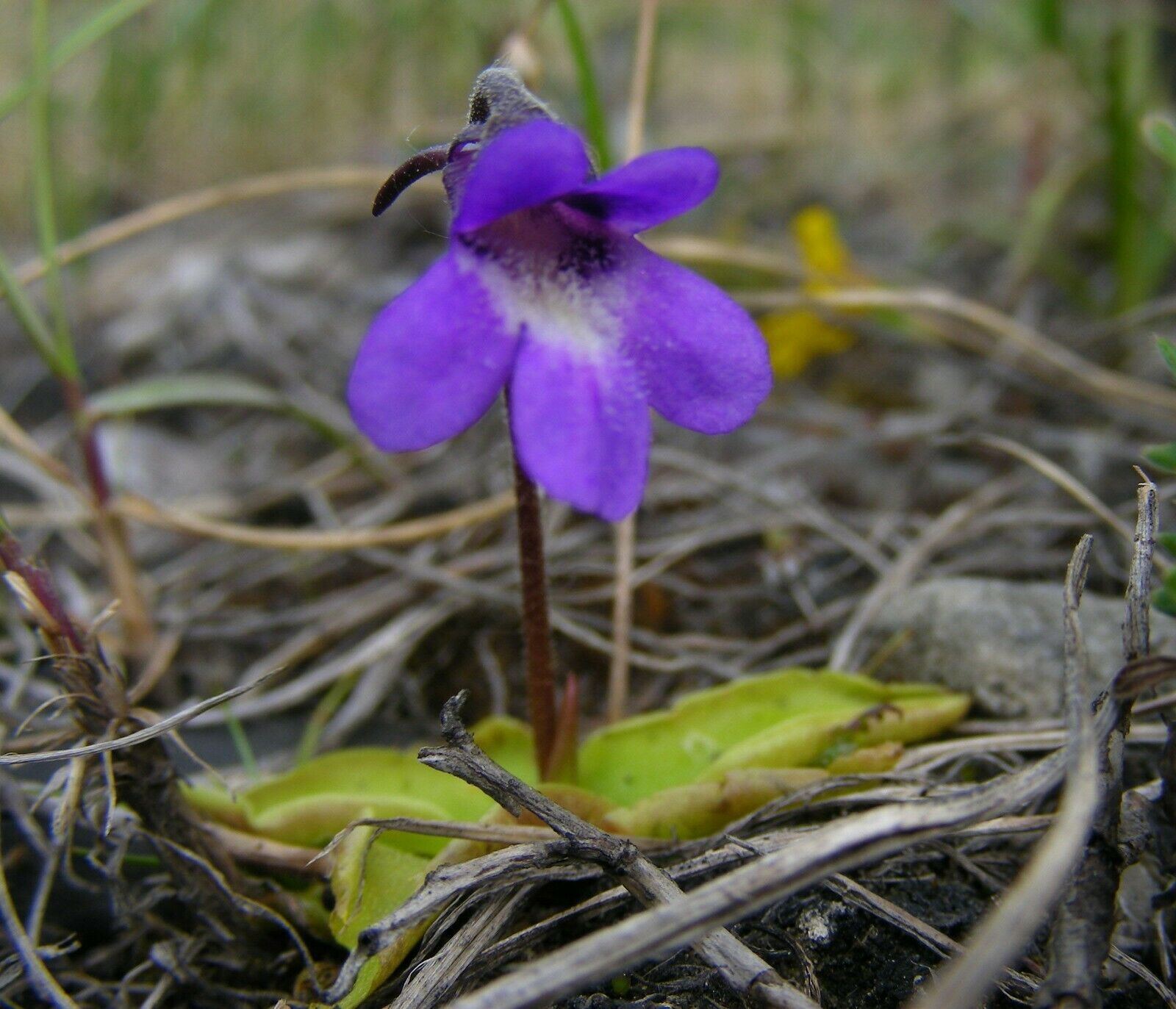 Seeds Pinguicula Vulgaris Butterwort Rare Perennial Carnivorous Garden