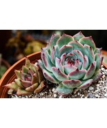 Succulent Plant Live Cactus Crassula plant succulent Plants Pot Echeveria - $19.99