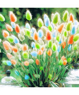 “ 100 PCS BELLFARM Rainbow Colorful Rabbit Tail Grass Semillas Seeds, Ga... - $17.08