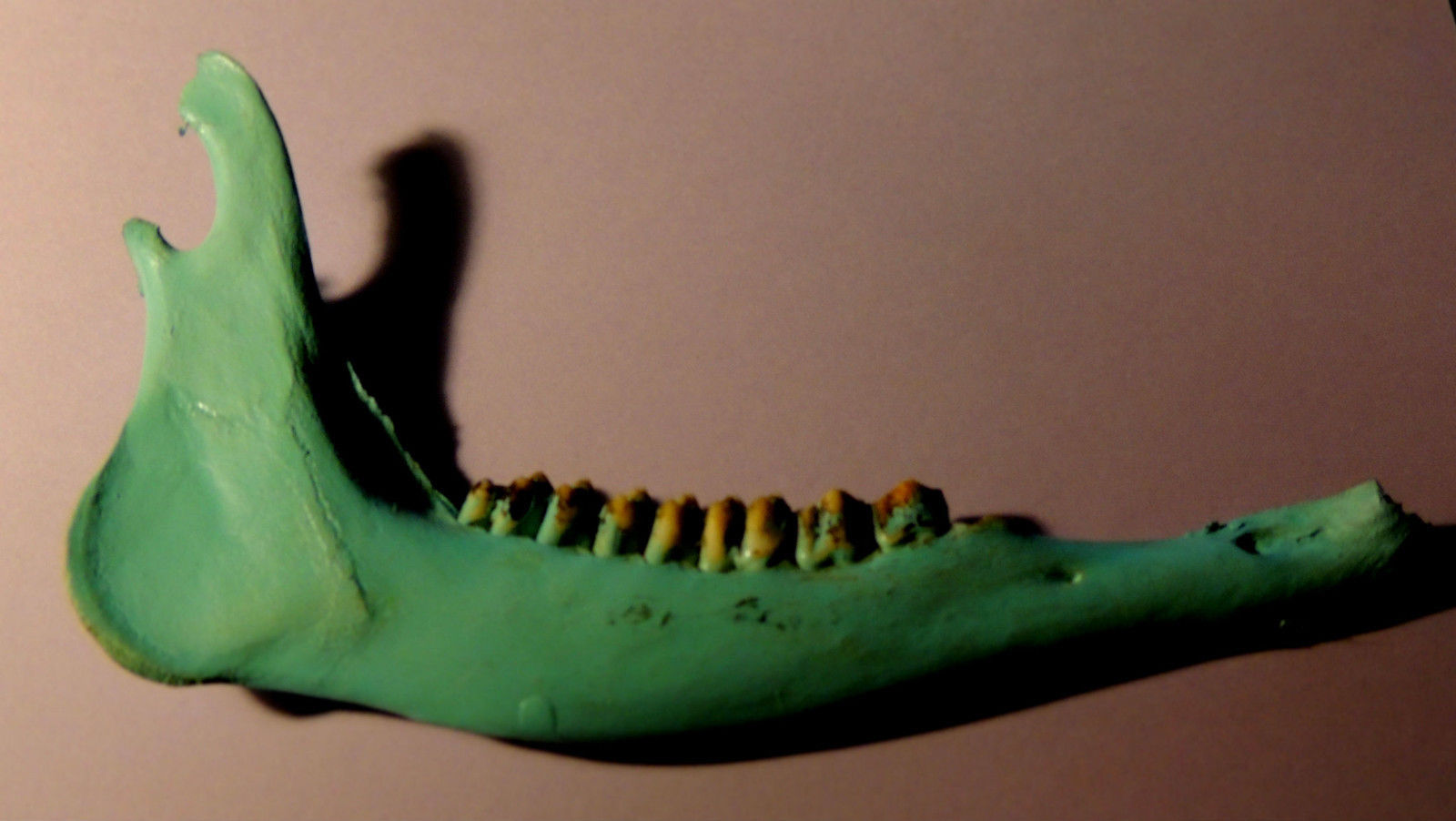 Pretty Painted Colorful Deer Jawbone (Real Bone) art - Large Animals