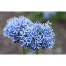 20 Blue Giant Ball Onion Allium Christophii Huge Hardy Flower Seeds #SHN21 - $21.17