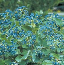 Chicago Lustre viburnum shrub 2.5" pot image 6