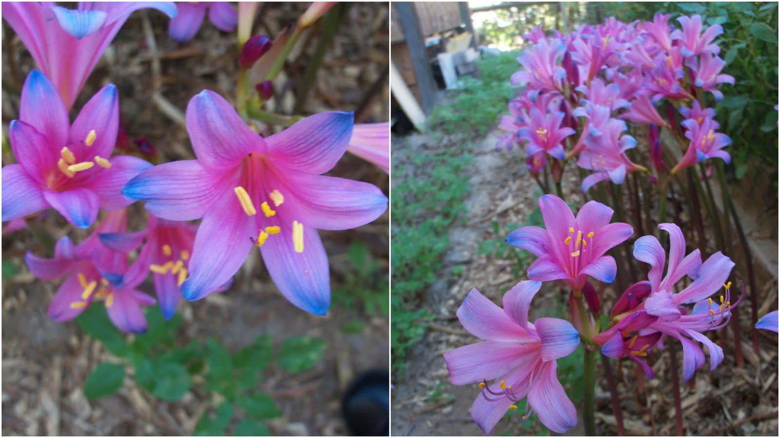 3-lycoris-sprengeri-blue-spider-lily-rare-tie-die-bulb-other-plants