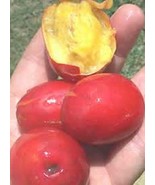 Jocote -  SPANISH PLUM  -  Live Plant  - Edible Tropical Fruit - $39.98