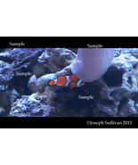 Clown Fish Freebie Computer Wallpaper Digital Download - $0.00
