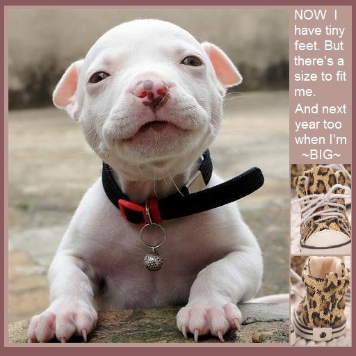 Leopard shoes for baby pitbull