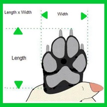 Brown Leopard Print Doggie Laceup Rubber Sole Sneakers PUPPY to BIG DOG Sizes image 5