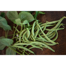 Bean Seeds - Bush - Black Valentinee- Outdoor Living - Gardening - FREE SHIPPING - $32.99+