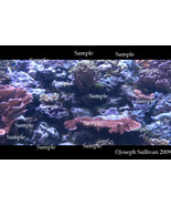 Coral Reef Freebie Computer Wallpaper Digital Download - $0.00