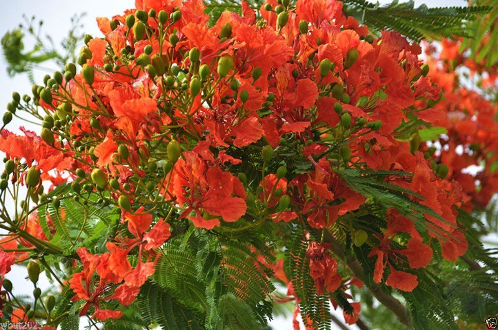 Delonix regia, Royal Poinciana Seeds, AKA Flame Tree, Flamboyant Tree